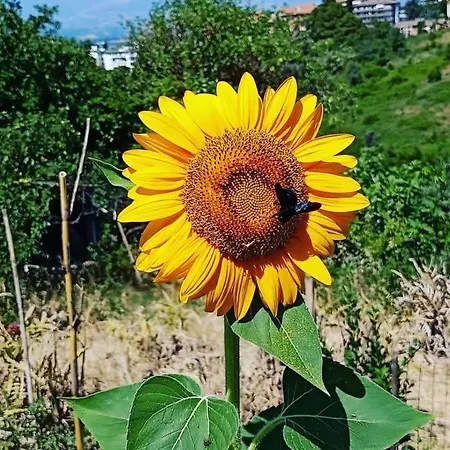 On The Hills Of Hébergement de vacances Chieti
