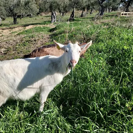 On The Hills Of 度假居