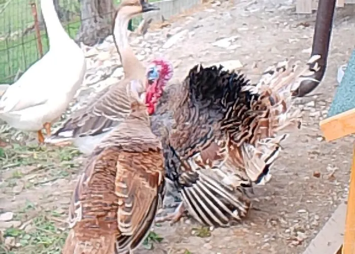 On The Hills Of 基耶蒂